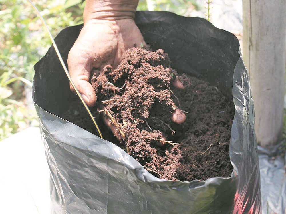 灌溉施肥技术以椰皮屑或谷壳为培养基，免去来自土壤的病虫害。