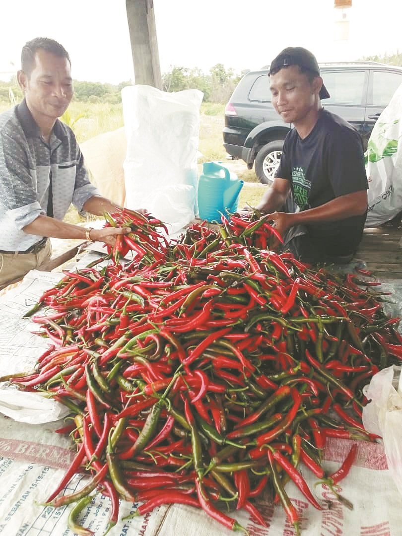 辣椒是高价值农作物，适宜以灌溉施肥技术栽种。