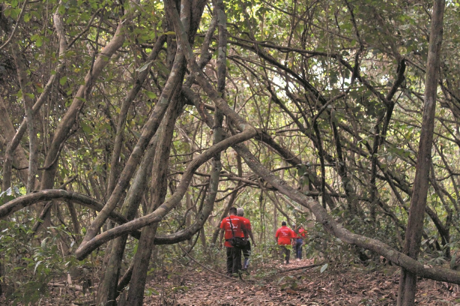 “拉雅母根”的树枝茂盛且奇形怪状，有的宛如蛇身，甚是吓人，但却是吸引不少游客登岛参观的一大卖点之一。