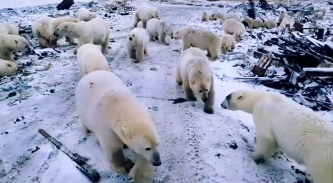 全球暖化令北极海的海冰消融，北极熊被迫转向陆地觅食，从而威胁区内的人类聚居地。