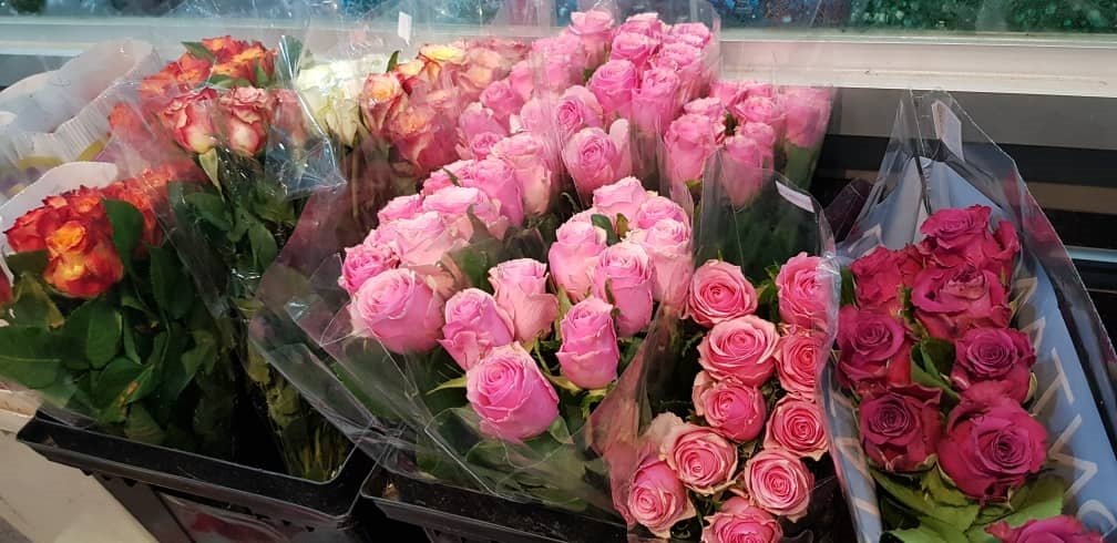 随著情人节的到来，玫瑰花的价格也上涨100至200%。图为肯尼亚玫瑰。