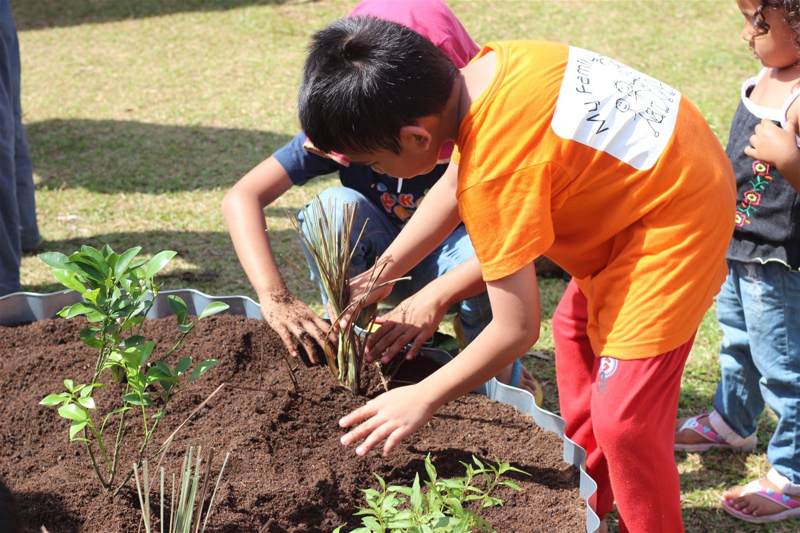2017年DFC在大马开跑的第一项计划便是邀请10所有试点学校建立一座食材花园，作为解决校内问题的管道之一。图为学生们正在花园里种植可食用的蔬果。