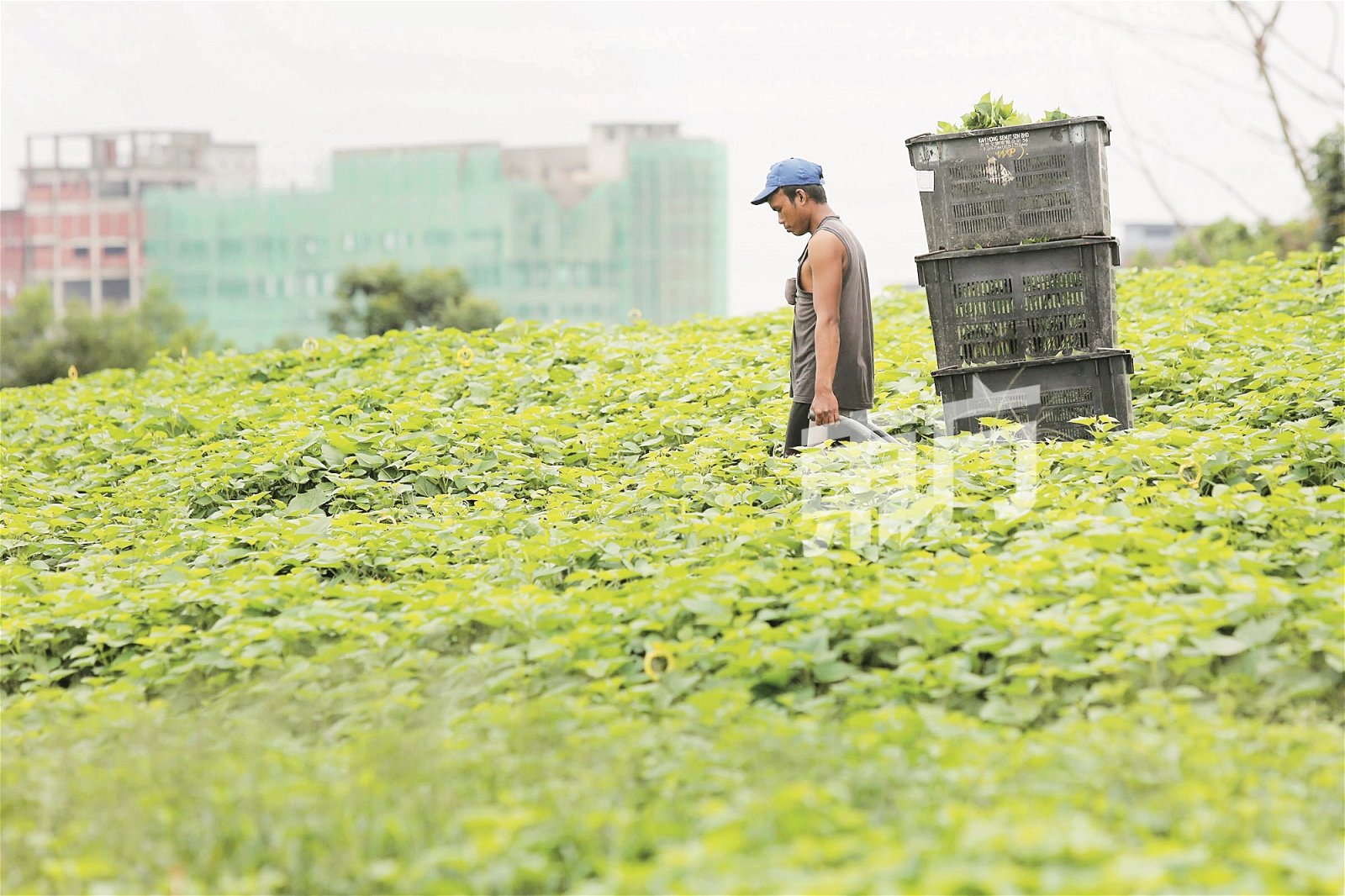 位于新山百万镇的菜园，管理人使用有机微生物菌种灌溉近半年，收成更胜从前。