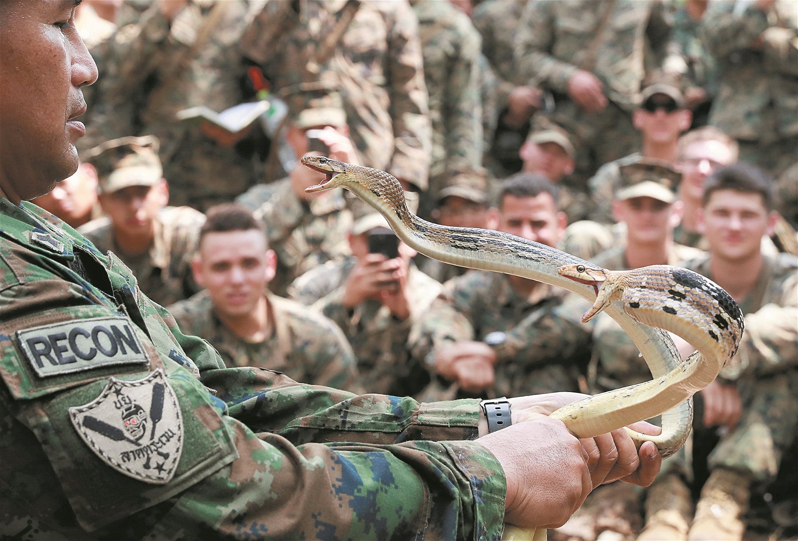 “金色眼镜蛇”联合军演进行逾30年， 已进展至亚洲区最具规模的军演。一名泰 国皇家海军陆战队士兵，演示徒手抓蛇， 其手中的两只眼镜蛇正弓起身子作势反 扑，场面触目惊心。