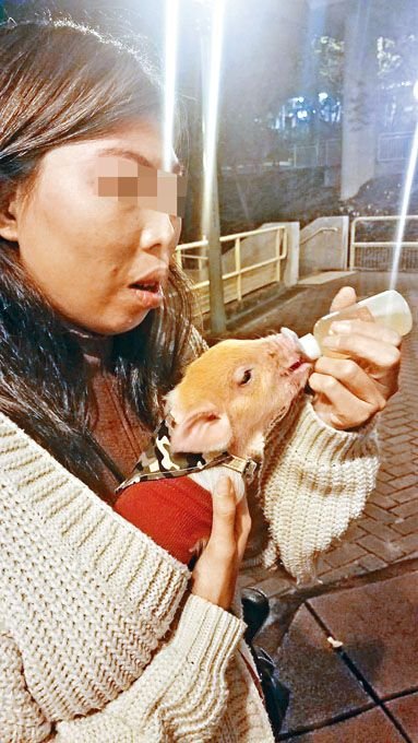 自称姓邓“卖猪中介”女子，喂爱猪“麦精”喝苹果汁时，承认小猪从中国非法走私来港未经检疫。