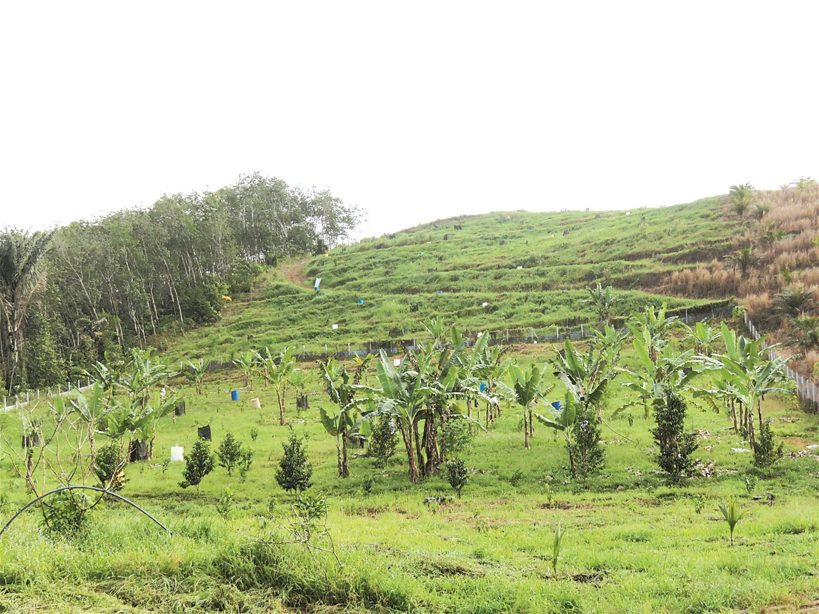 罗秋平在6英亩地种植了逾千棵红毛榴梿树，每一棵树则保持在1公尺的距离。