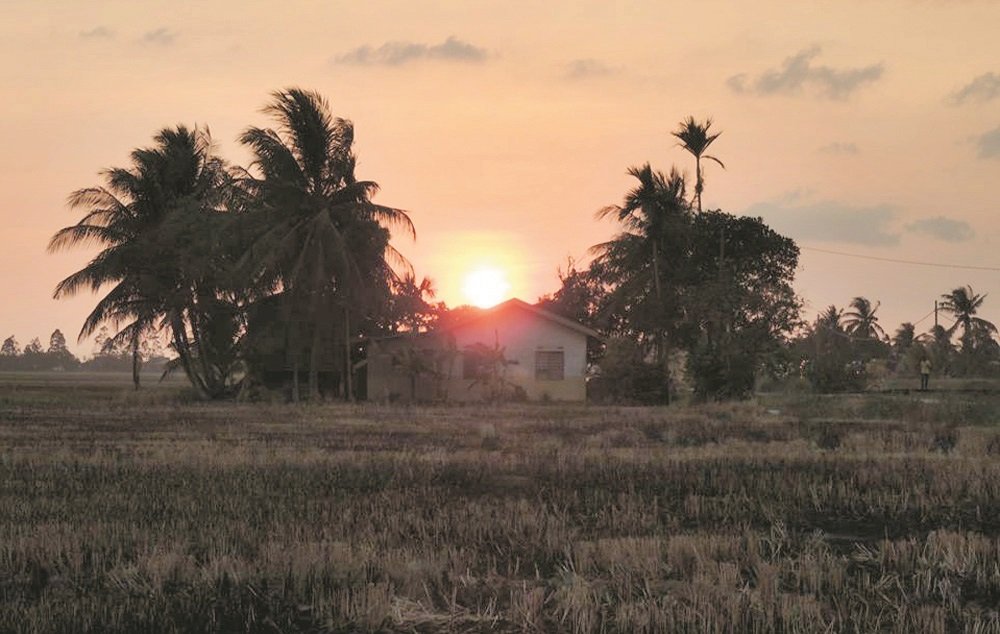 稻田上的日落，别有一番奇景异色，成为取景新宠。