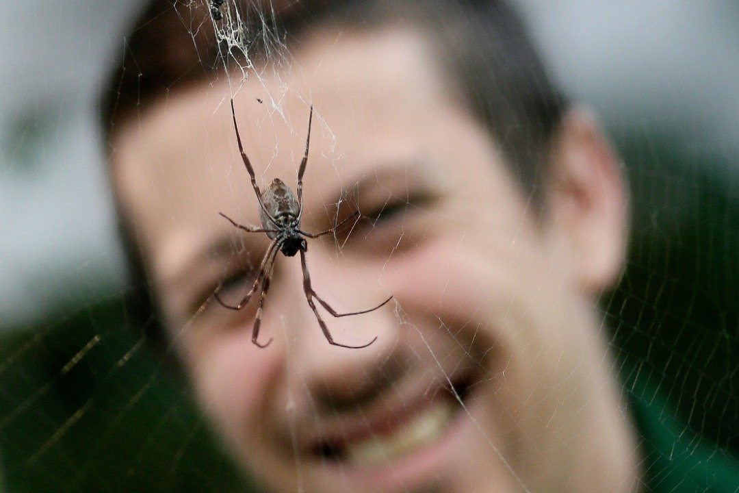 英国伦敦动物园内饲养了600馀种动物，其中还包括了一些节肢动物。这是动物园管理员，正观察一只停驻在网上的金丝蜘蛛。