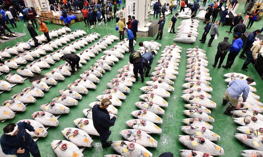 东京丰洲市场去年10月启用，周六举行首场新年拍卖会。批发商在拍卖会举行前，逐一检查排列成行的冷冻金枪鱼。