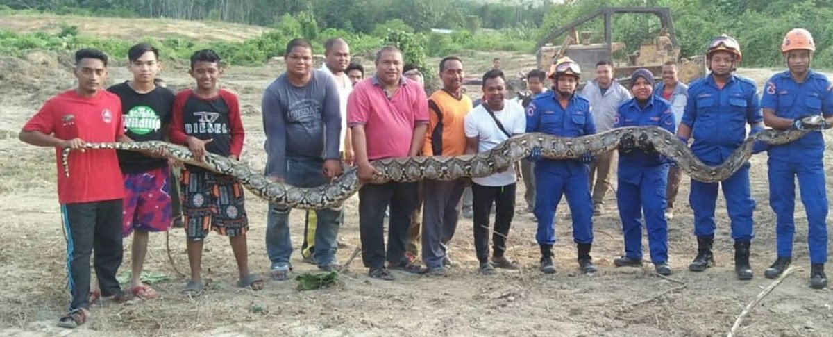 集合11人的力量才将重约100公斤，20尺长的大蟒蛇举起。