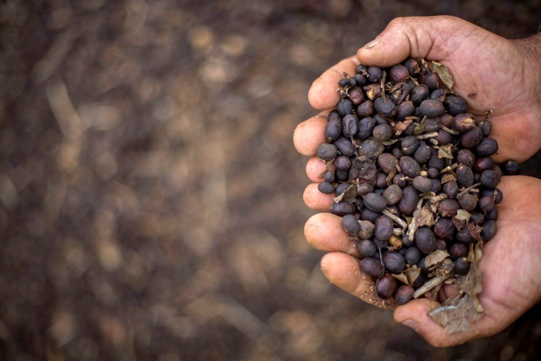 英国皇家植物园科学家透过最新电脑模型和实地研究，预测124个濒危咖啡品种能否挺过持续暖化与生态系统破坏威胁，目前约75个咖啡品种有灭绝风险。