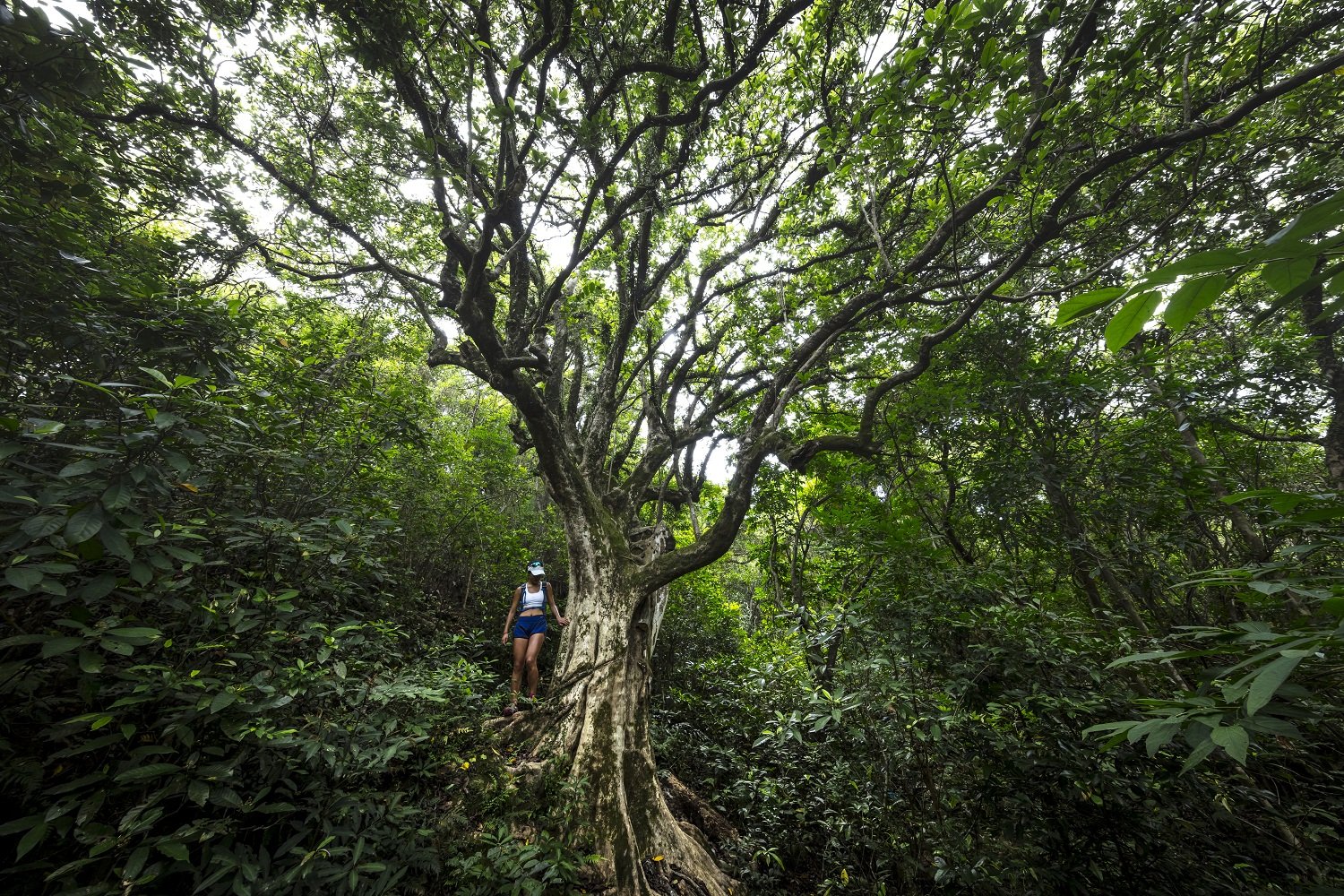荔枝窝村内奇树丛生，每棵大树皆有其故事，是难得一见的自然景点。（摄自Tugo Cheng）