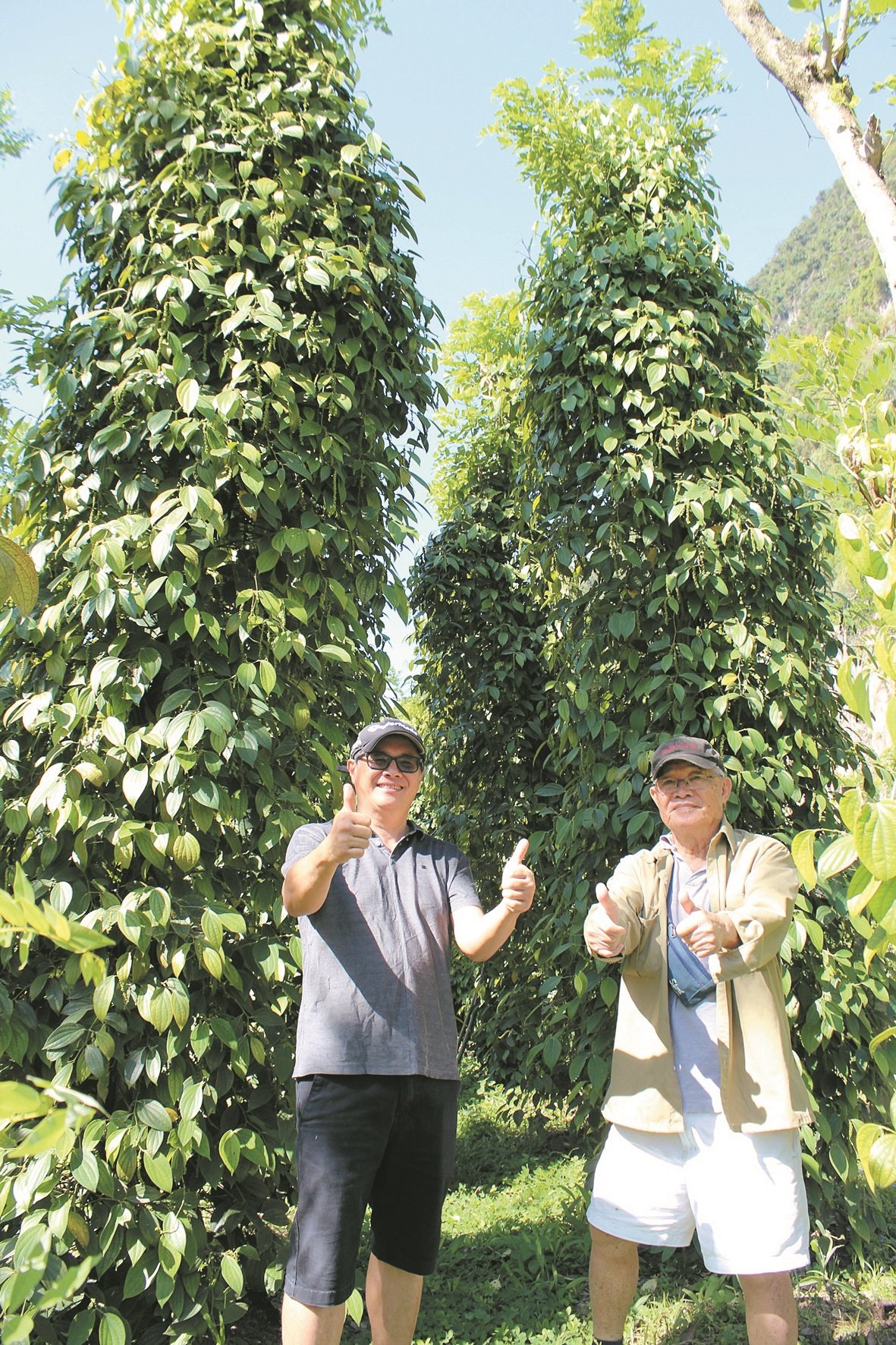 经过近7年努力，李何芳（左）及符史若透过生物技术管理，园内4000棵胡椒树已茁壮成长，年产约6吨胡椒粒。