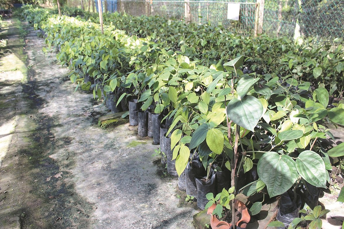 李何芳及符史若的园地也培育胡椒树苗，出售予有兴趣投入此种植项目的新进者。