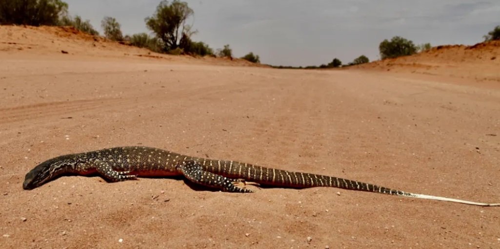 高温天气导致澳洲不少动物活活热死。