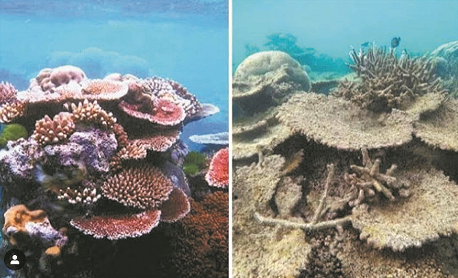 有环保人士上传了一张珊瑚礁10年前后变化的图片，只见原本色彩缤纷的珊瑚转变为丑陋的白化状态。如今，全球范围内的珊瑚礁正以惊人的速度死去，因此它需要人类的保护。