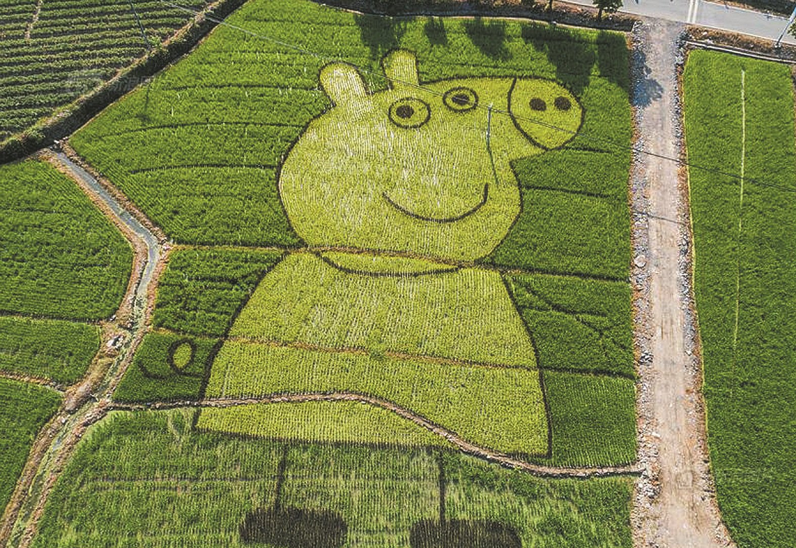 中国安徽黄山的农民在水稻田中搞起新花样，他们利用不同色彩的水稻画出各种不一样的创意图案。从高处俯瞰，只见“小猪佩奇”的造型在农田中清晰可见。