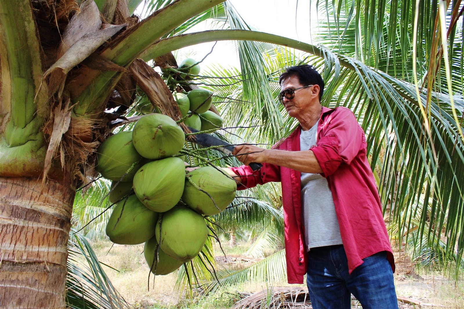 陈复发认为，马达椰的市场需求量依然庞大，绝对是小园主们转型的理想项目。