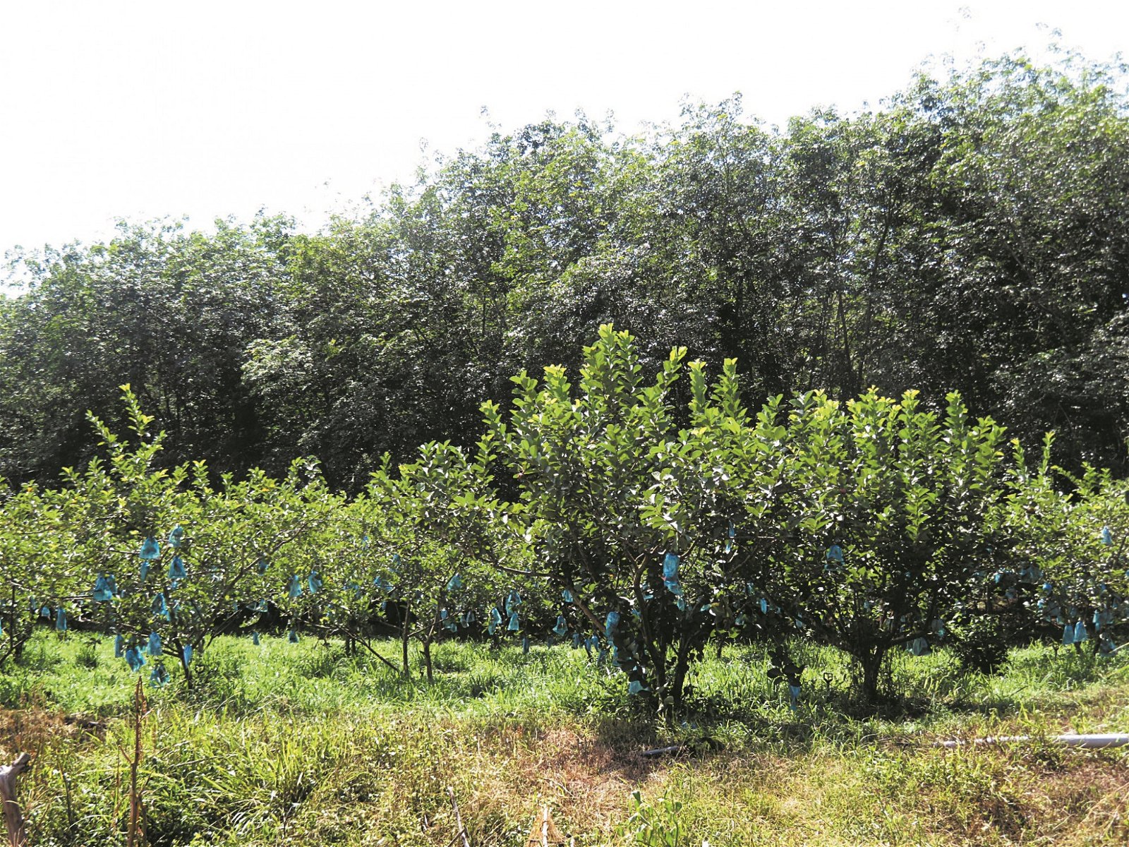 黄满富拥有4块共30英亩地作为果园。