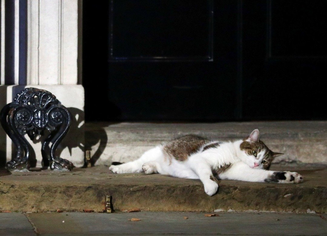 成为英国首席捕鼠官已有8年的“拉里”，悠哉地躺在首相府门外，并未受到唐宁街10号再次易主影响。