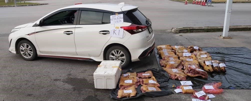 泰籍夫妇利用泰国注册车牌的丰田轿车，非法出口山猪肉。