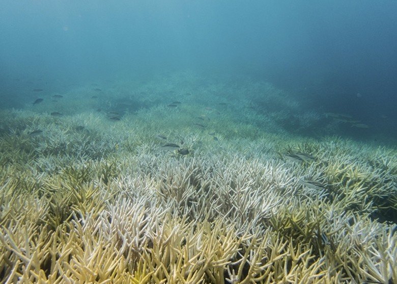 关岛东岸的珊瑚礁目前已消失逾半。