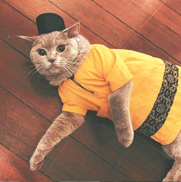 东姑依德利斯为爱猫穿上马来传统服装及戴上宋谷帽，一同迎接开斋节到来。