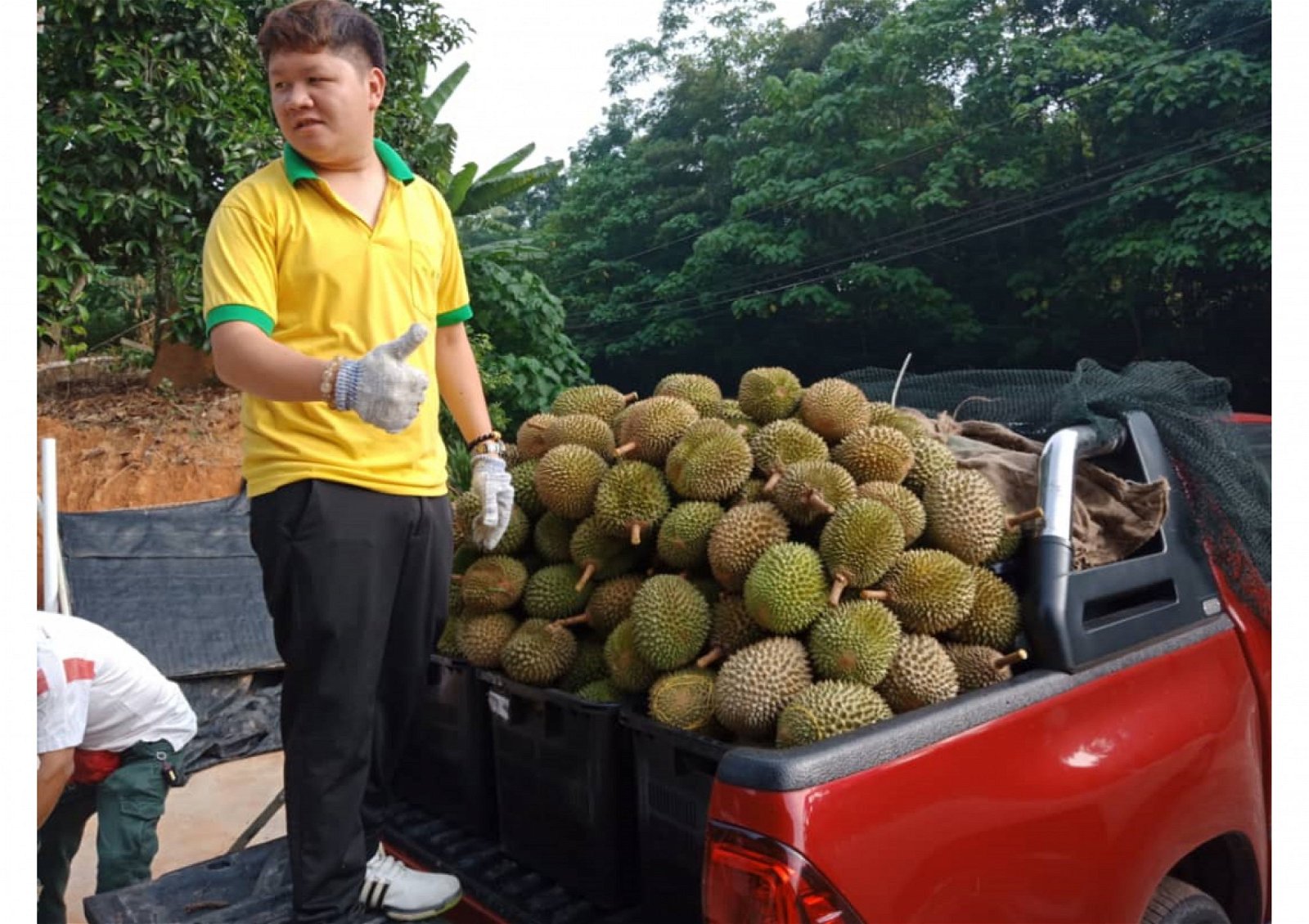 莲花村的榴梿外销至新加坡，也有运往国内各地销售。如今榴梿好价，让小园主乐开怀。