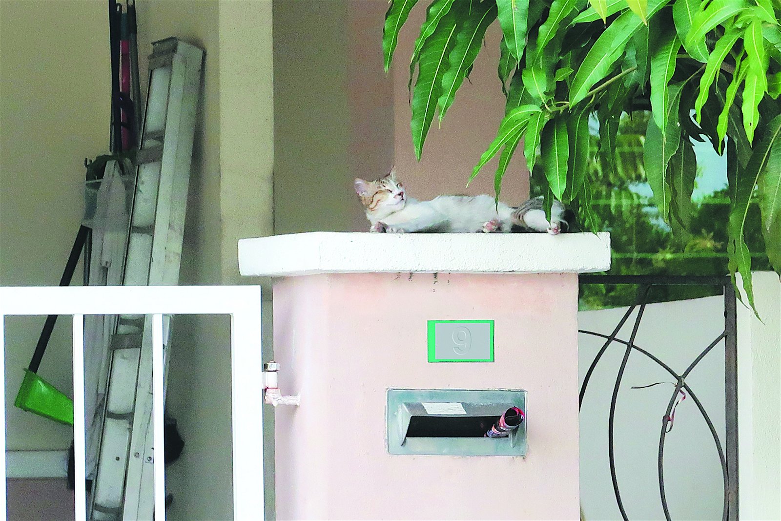 流浪猫进入民宅休息，甚至大小解，让居民感到困扰。