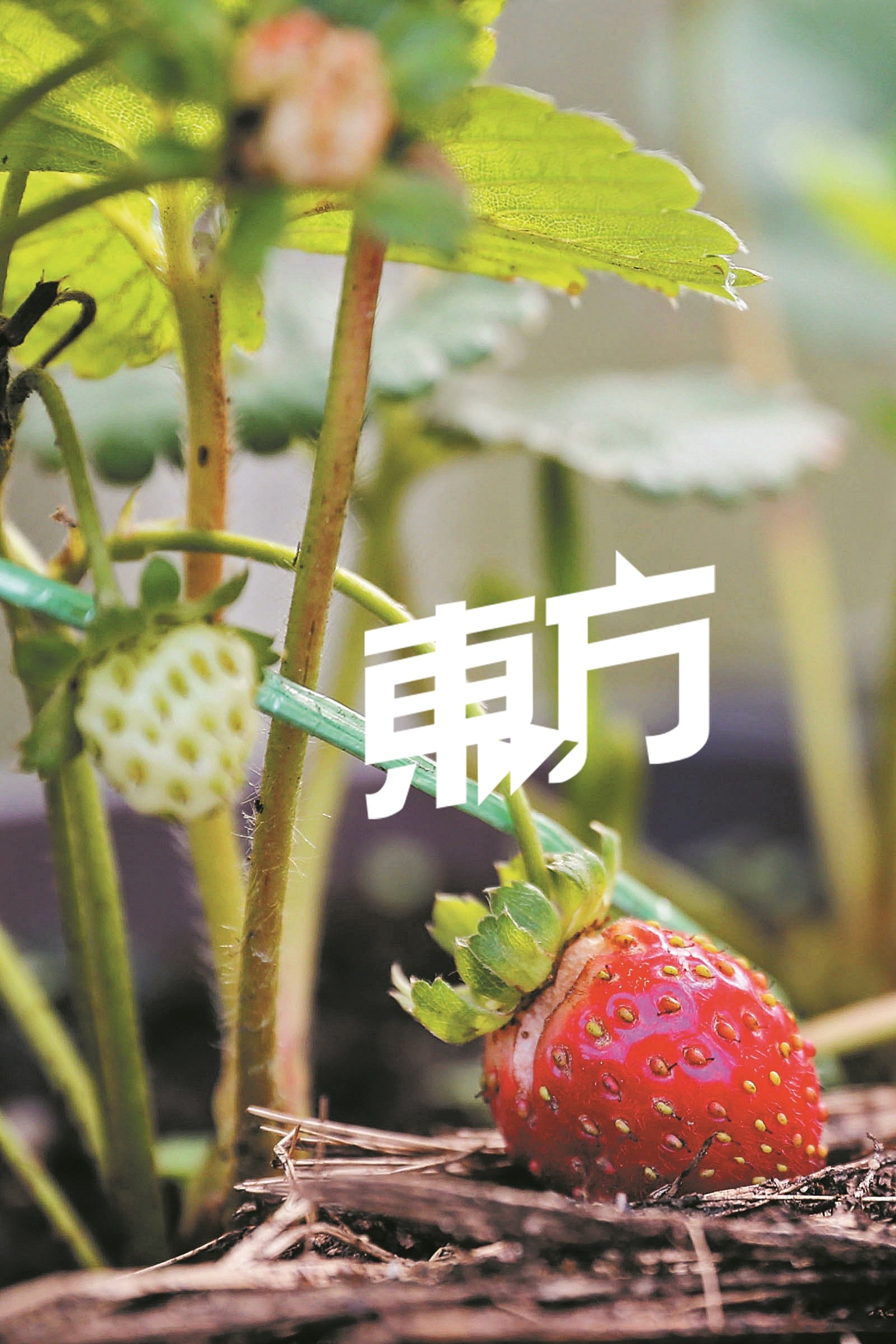 一株草莓苗可结出多颗草莓果实。 （摄影：刘维杰）