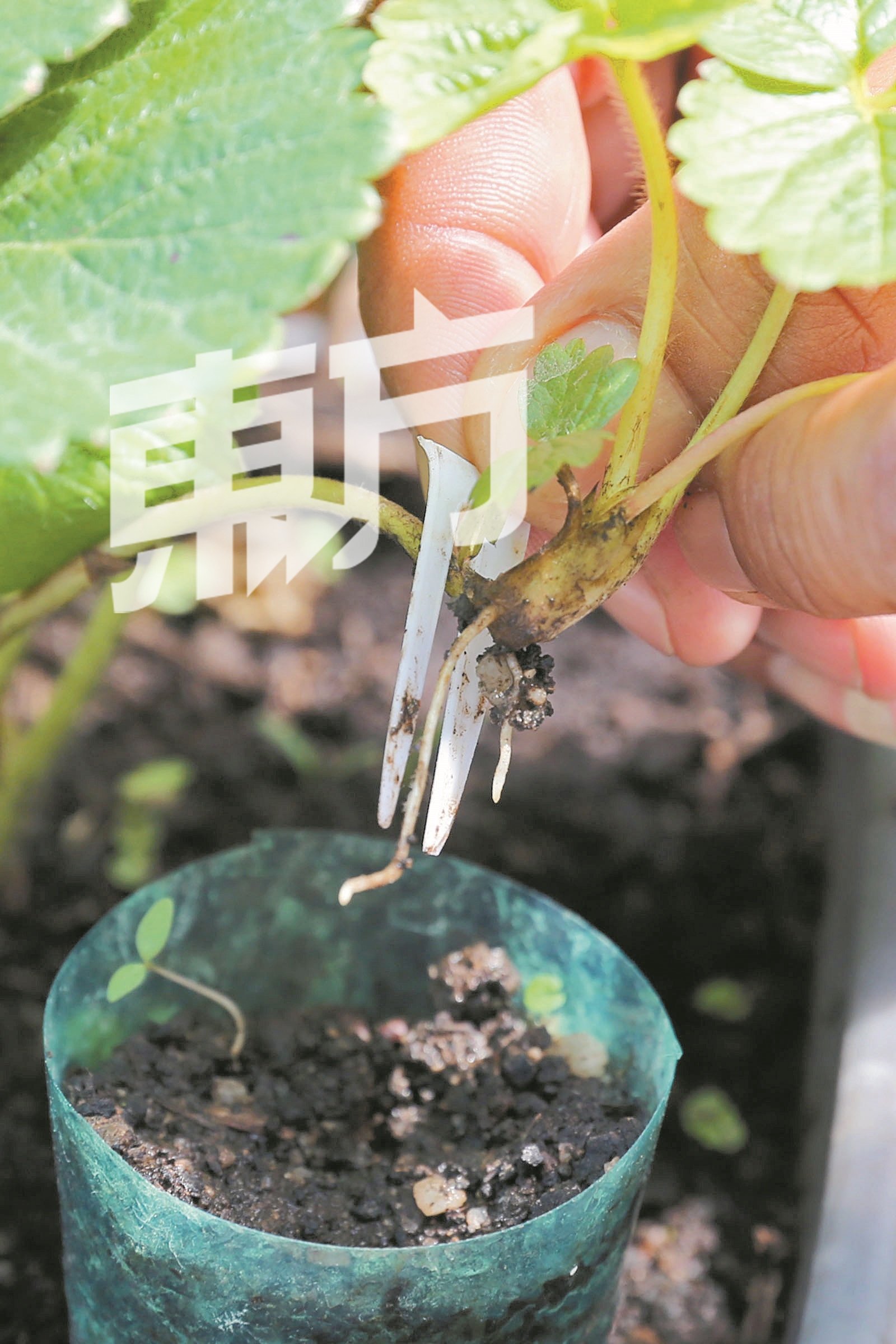 郑光伟利用塑料叉子将匍匐茎苗固定在泥土内，让它生根。（摄影：刘维杰）