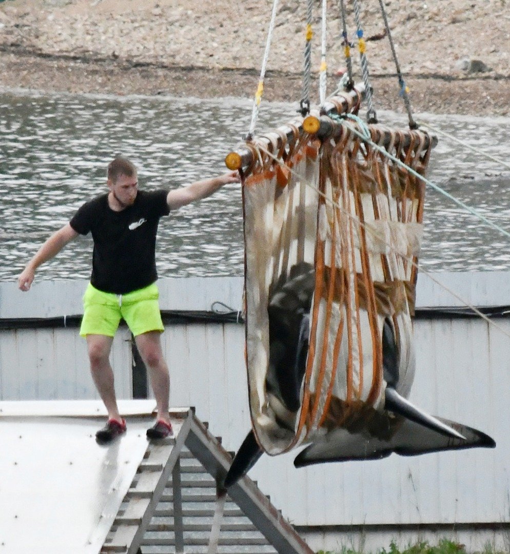 首批将回归大海的被囚禁鲸鱼，包括2头虎鲸和8头白鲸。这是工作人员将一头虎鲸吊上卡车。这些原本野生的鲸鱼，经过一段时间的圈养后回归大海，必须接受训练以便适应野生环境。