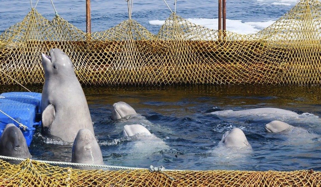 从鄂霍次克海被捕捉到纳霍德卡的87头白鲸，被关在狭窄的海上围栏，对这些原本生活在大海中的野生哺乳动物，缺乏活动空间。