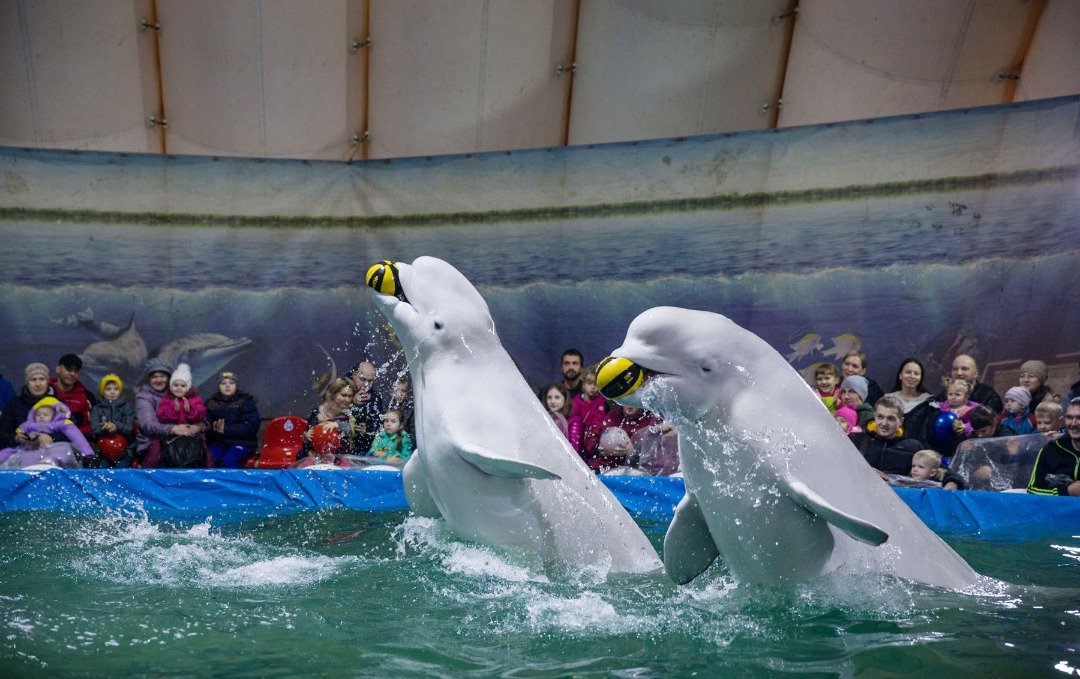 两头白鲸在俄罗斯萨拉托夫一个流动式水族馆的重启帐篷内表演。从俄罗斯海域捉来的白鲸，在封闭的环境中无法长期生存。俄罗斯政府计划填补法律漏洞，避免“鲸鱼监狱”的事件重演。