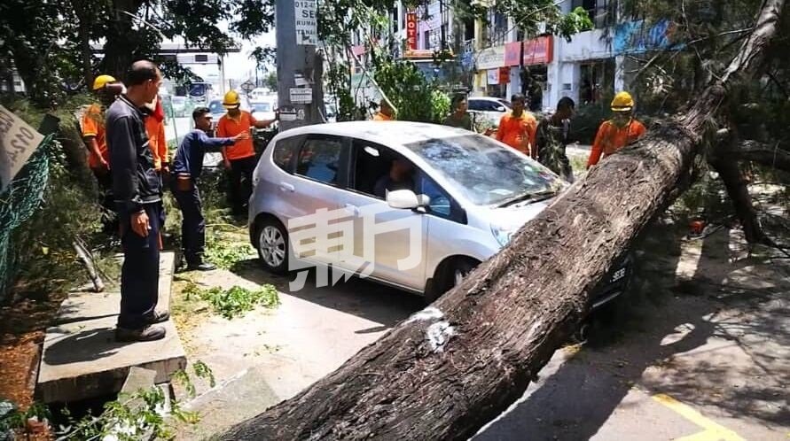 一辆停在路旁的轿车因树倒遭击中，司机尝试移走轿车脱困，以方便清洁工友善后。