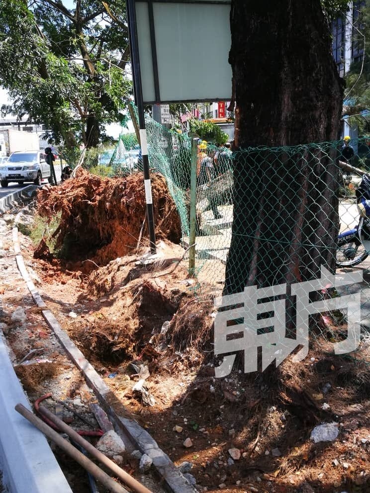 疑挖掘沟渠工程影响树根的扎实性而导致树倒，毗邻有另一棵松树，需要当局重新检视在施工时如何避免影响树根。