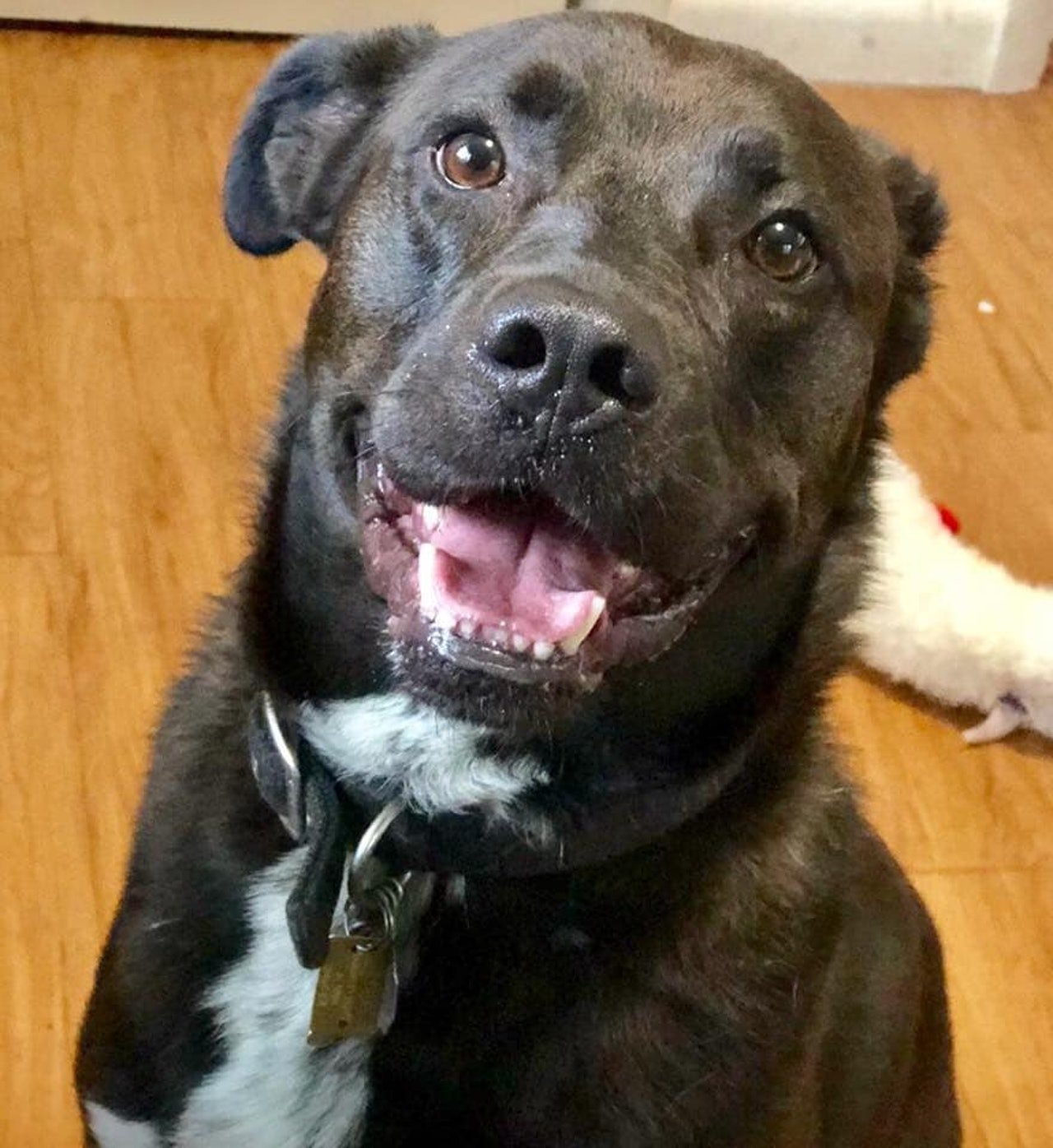 Moose是只3岁的拉多拉多混种犬，已接受家居训练，懂得如厕，懂得与其他狗狗及小朋友相处。（图取自网络）