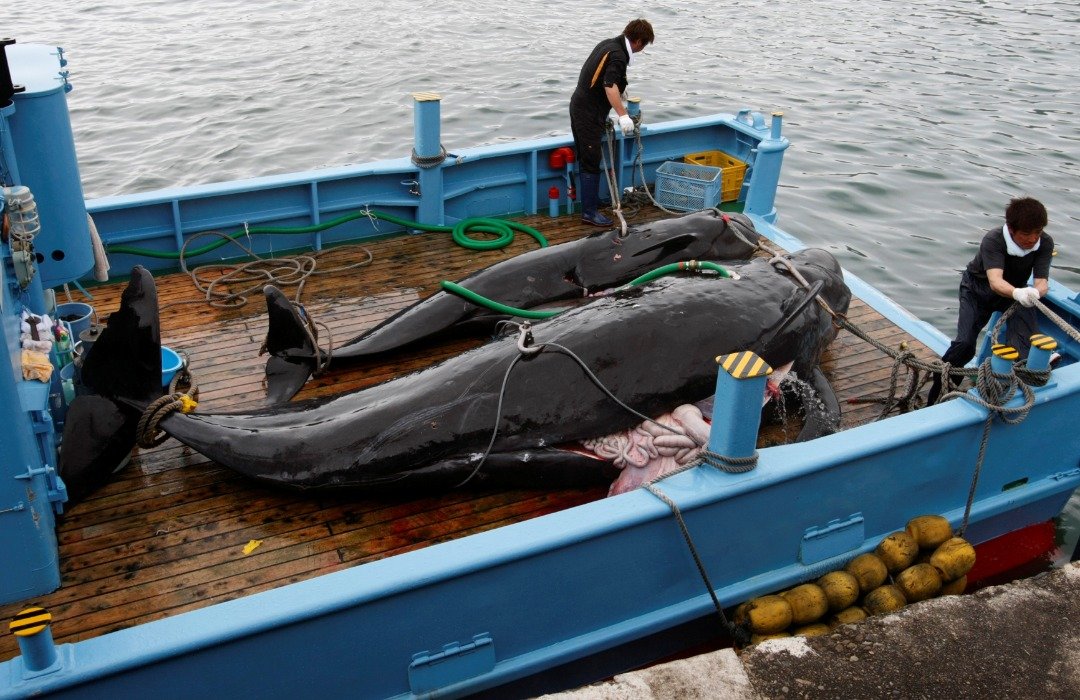 日本渔民在歌山县太地町，捕杀两头短肢领航鲸。2009年，一部有关当地血腥猎杀海豚文化的纪录片《血色海湾》（The Cove）在全球上映，揭露太地町每年至少捕杀2万头海豚，以供应老饕食用，影片中被染成血腥红色海湾的偷拍画面，引起全球愤怒。