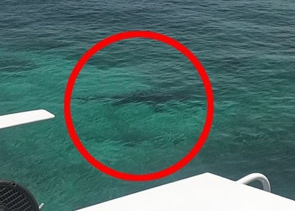 船上有其他游客拍到咬人鲨鱼的踪影。（图取自网络）