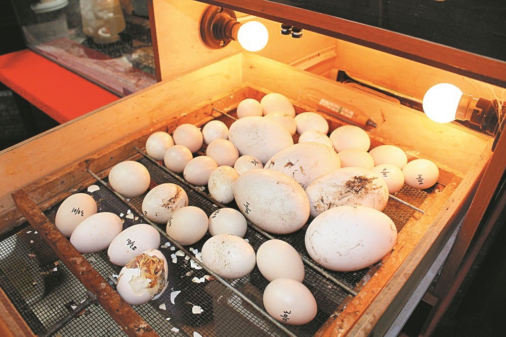 张子泰备有孵蛋机，以机器式协助鸡蛋经过20多天的孵化后，小鸡破壳而出。