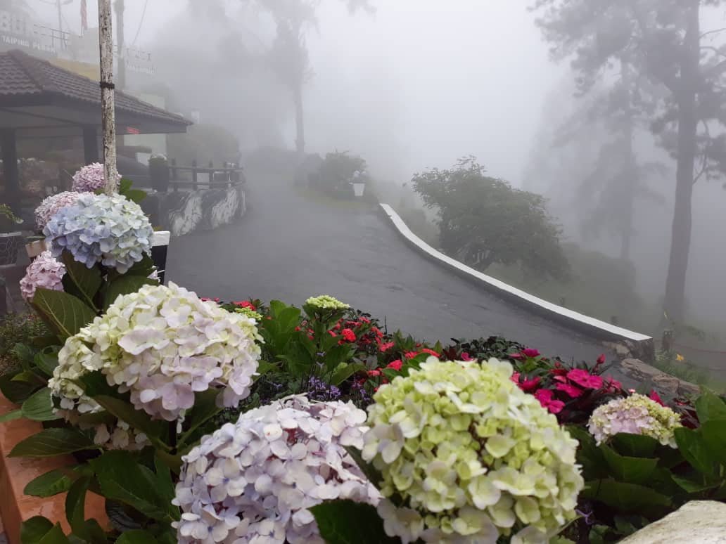 拉律山上花美风景迷人。