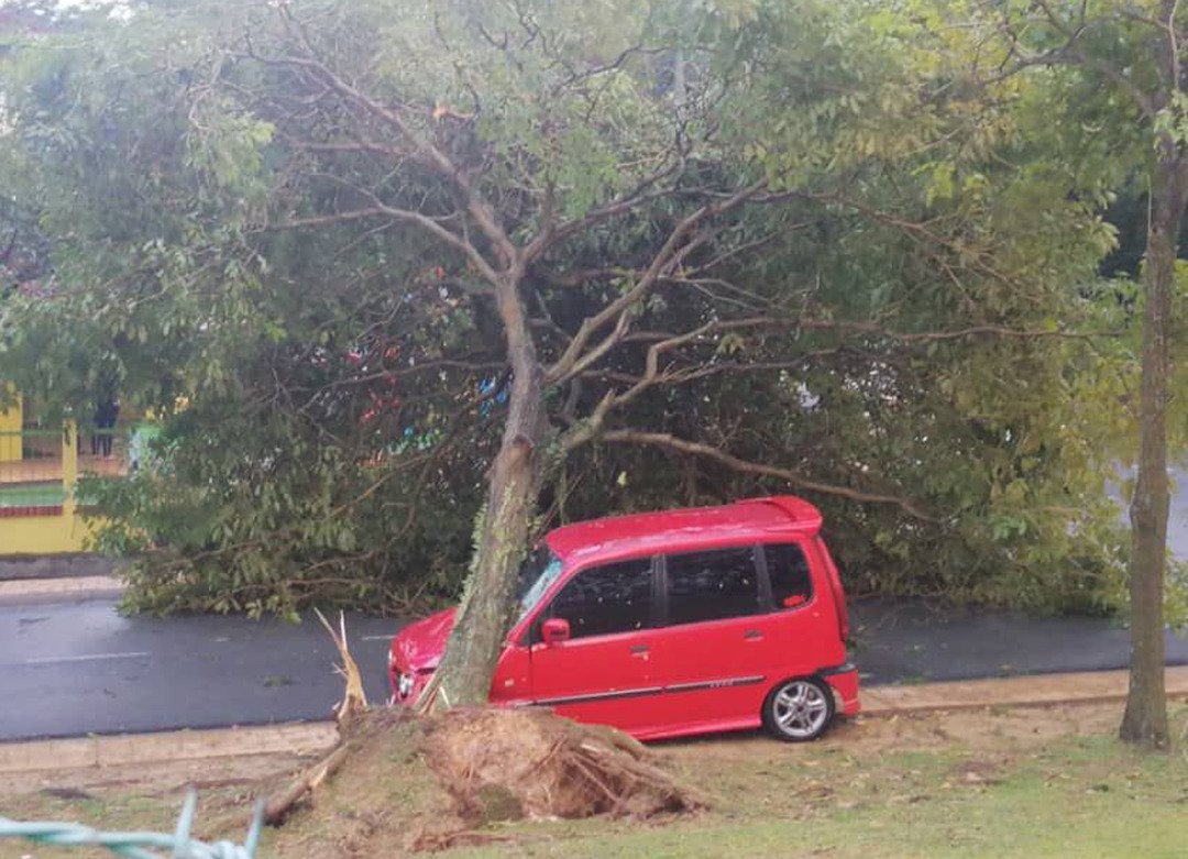 武吉拉曼布特拉居民车辆不幸被倒下的大树击中。