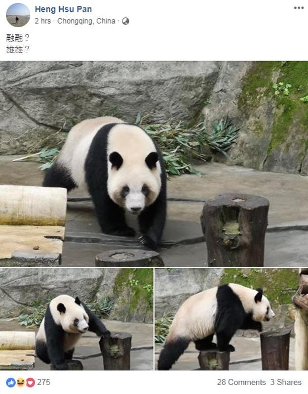 台湾高雄市观光局长潘恒旭周日在其个人面子书上载3张大熊猫照片，随后证实重庆动物园将赠送大熊猫给高雄。