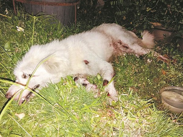 获救后的狗儿多处受伤，躺在草地上并显得虚弱，目前已被送往怡保米克斯犬猫之家救援中心接受治疗。