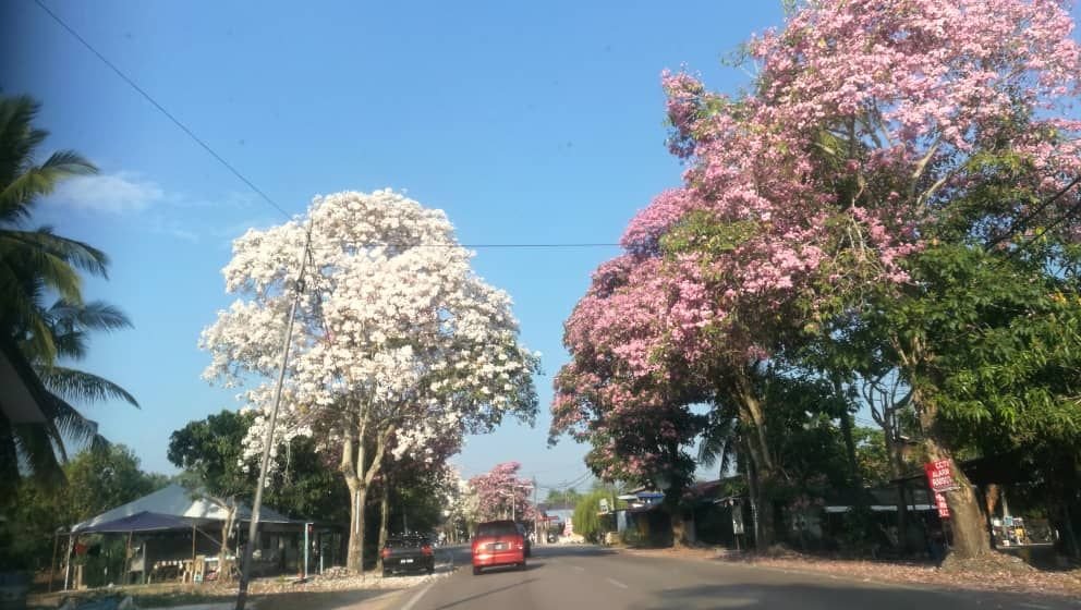 甲抛峇底往槟榔东海沿路两旁的风铃花木盛开，让人赏心悦目。