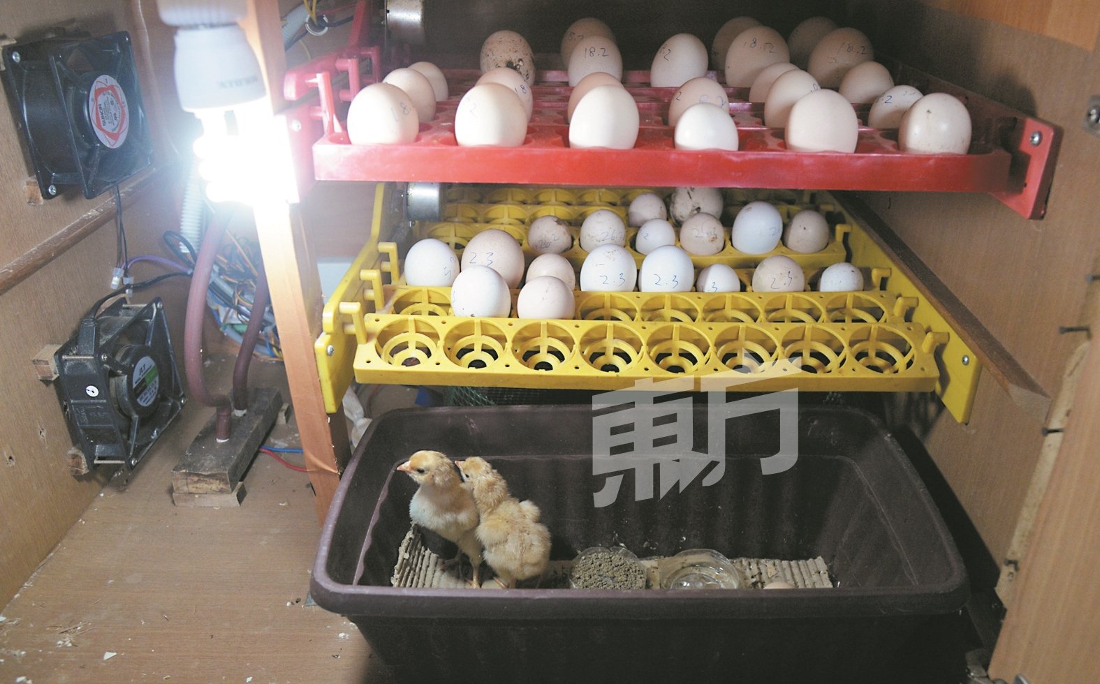 孵化鸡蛋需要21天的时间，而温度将会直接影响孵化率，因此黄奕伟特别自制一个孵化器，确保小鸡成功孵化。