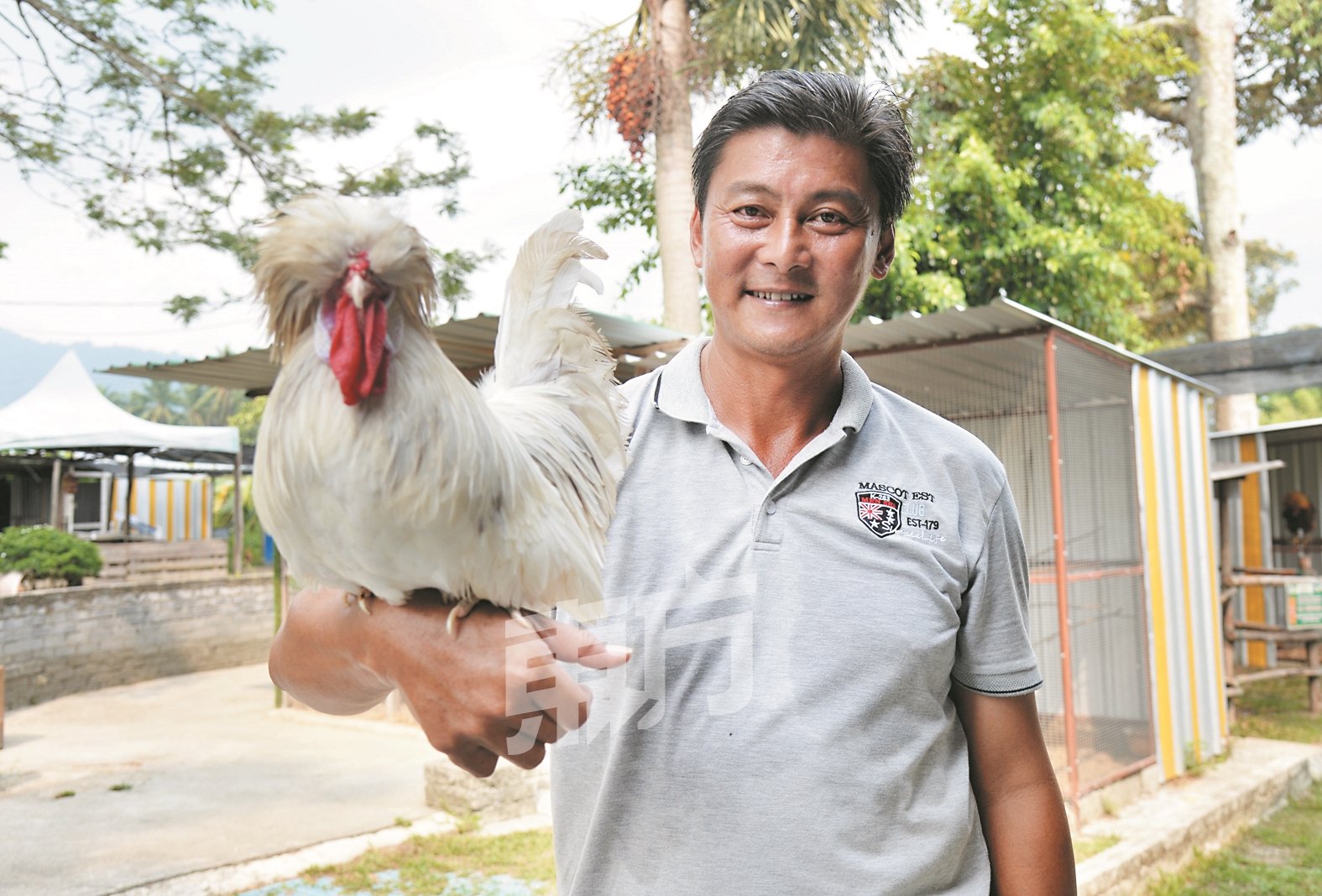 黄奕伟喜欢研究各种不同品种的鸡，其经营的“农的传人”如今已饲养20种来自不同国家的鸡。
