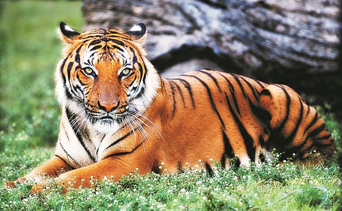 若不迅速行动，大马的老虎将在未来5年内绝迹。