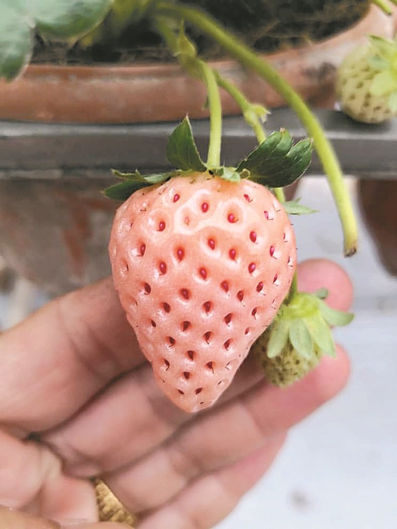 以韩国品种草莓培育出的粉红草莓，并散发著甜甜的水蜜桃香味，令人少女心泛滥。