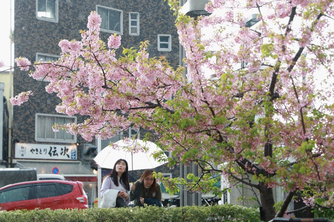 日本正值春季，各地的樱花逐渐开放。这是行人们在东京晴空塔附近，被路边的河津樱吸引，于是在雨中驻足欣赏。